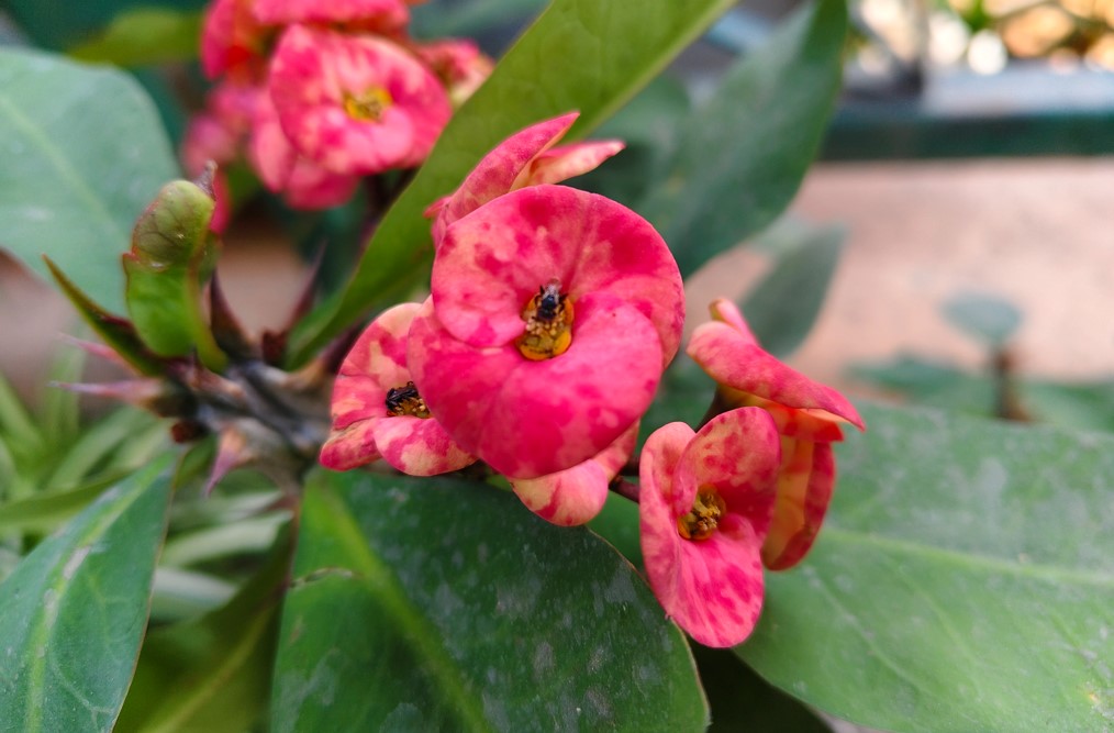 Vivo V50's camera sample.