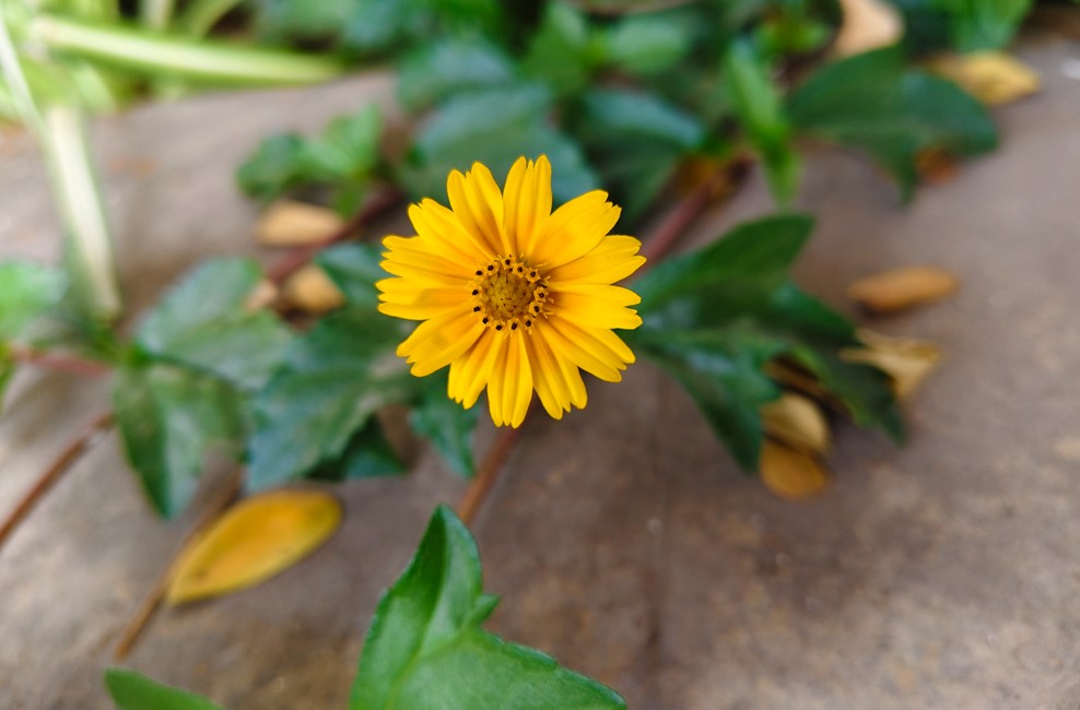 Vivo V50's camera sample.
