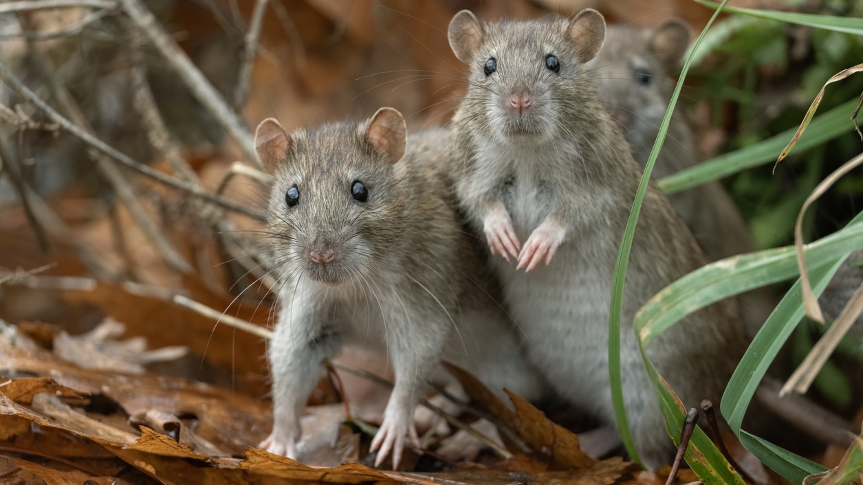 Winning the rat race