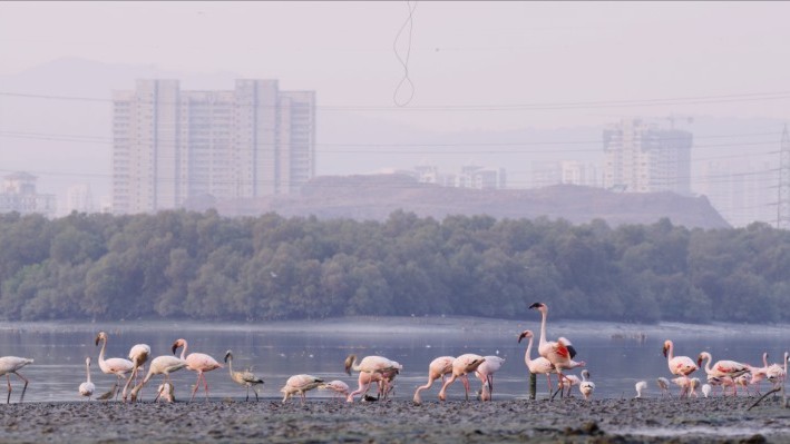 Amazon announces $1.2 million investment to preserve Mumbai’s flamingo habitat