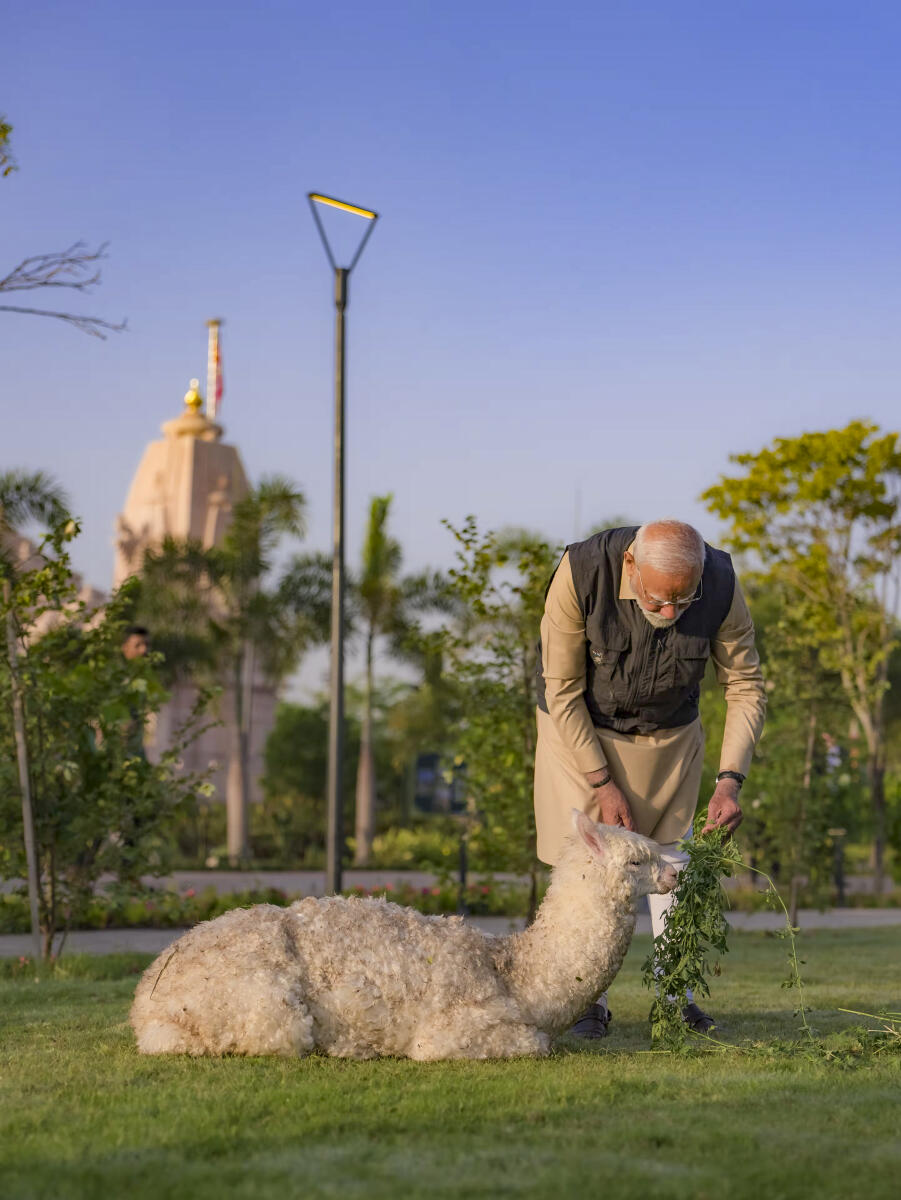 Prime Minister Narendra Modi interacts with a llama during the inauguration of 'Vantara', in Jamnagar, Gujarat.