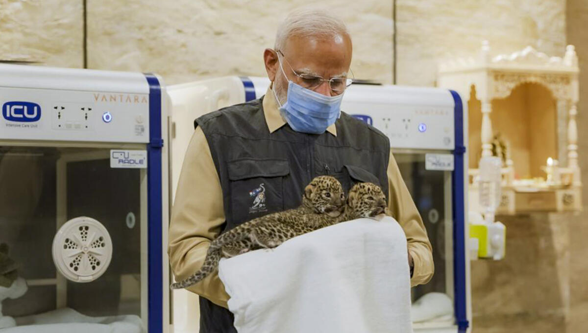 Prime Minister Narendra Modi with cubs being treated during the inauguration of 'Vantara', in Jamnagar, Gujarat.