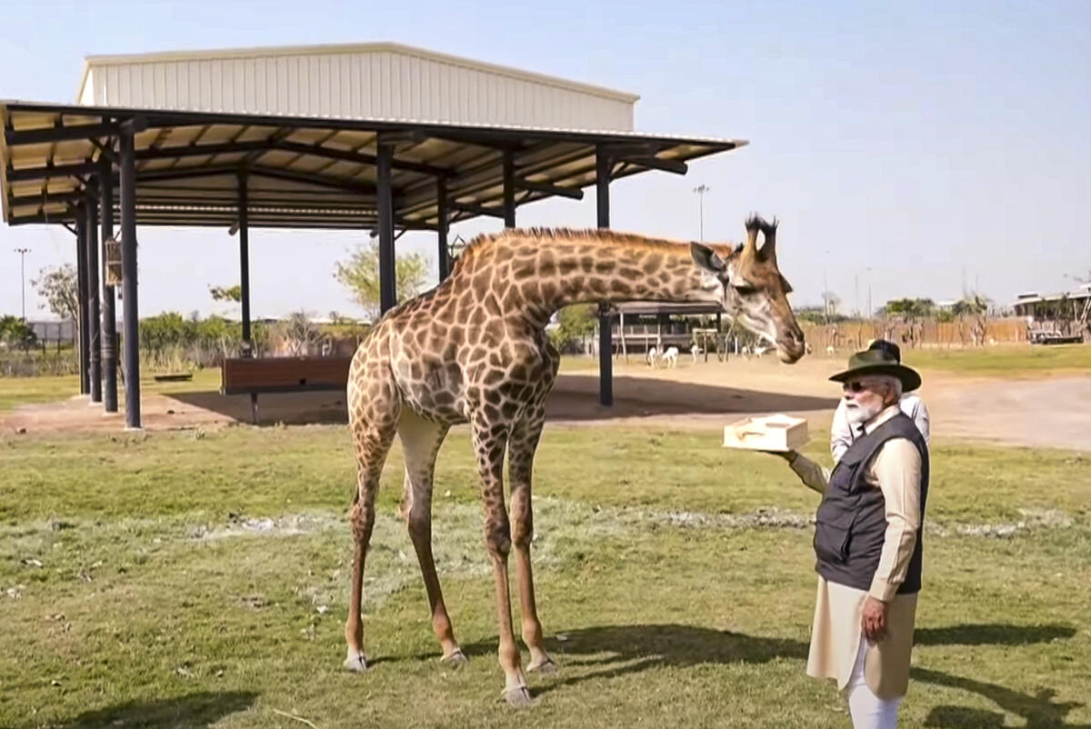 Prime Minister Narendra Modi interacts with a giraffe during the inauguration of 'Vantara', in Jamnagar, Gujarat.