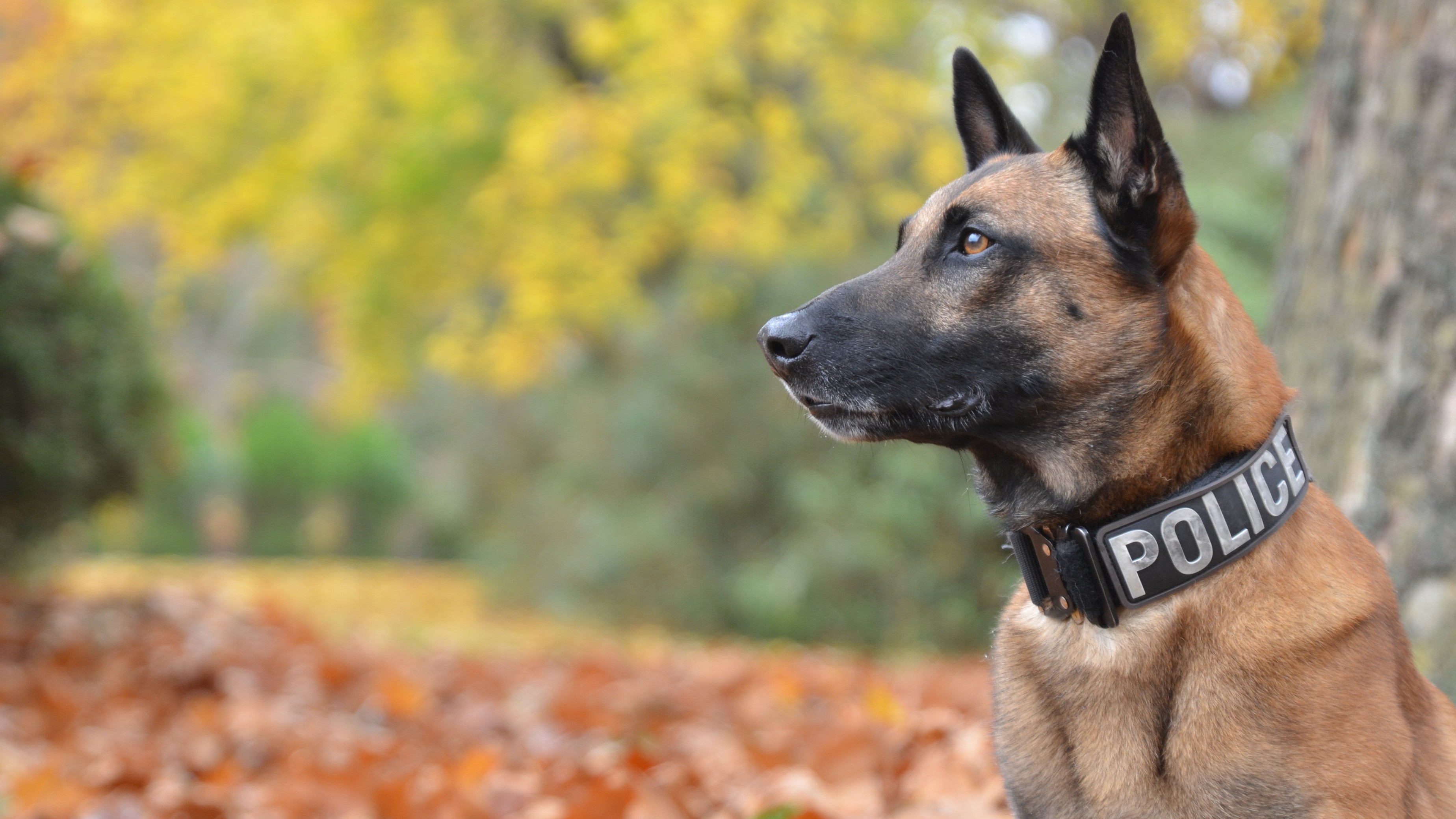 NDRF to commission cadaver dogs to assist in disaster operations