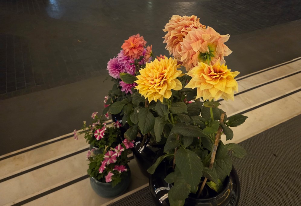 Samsung Galaxy S25 Plus' camera sample.