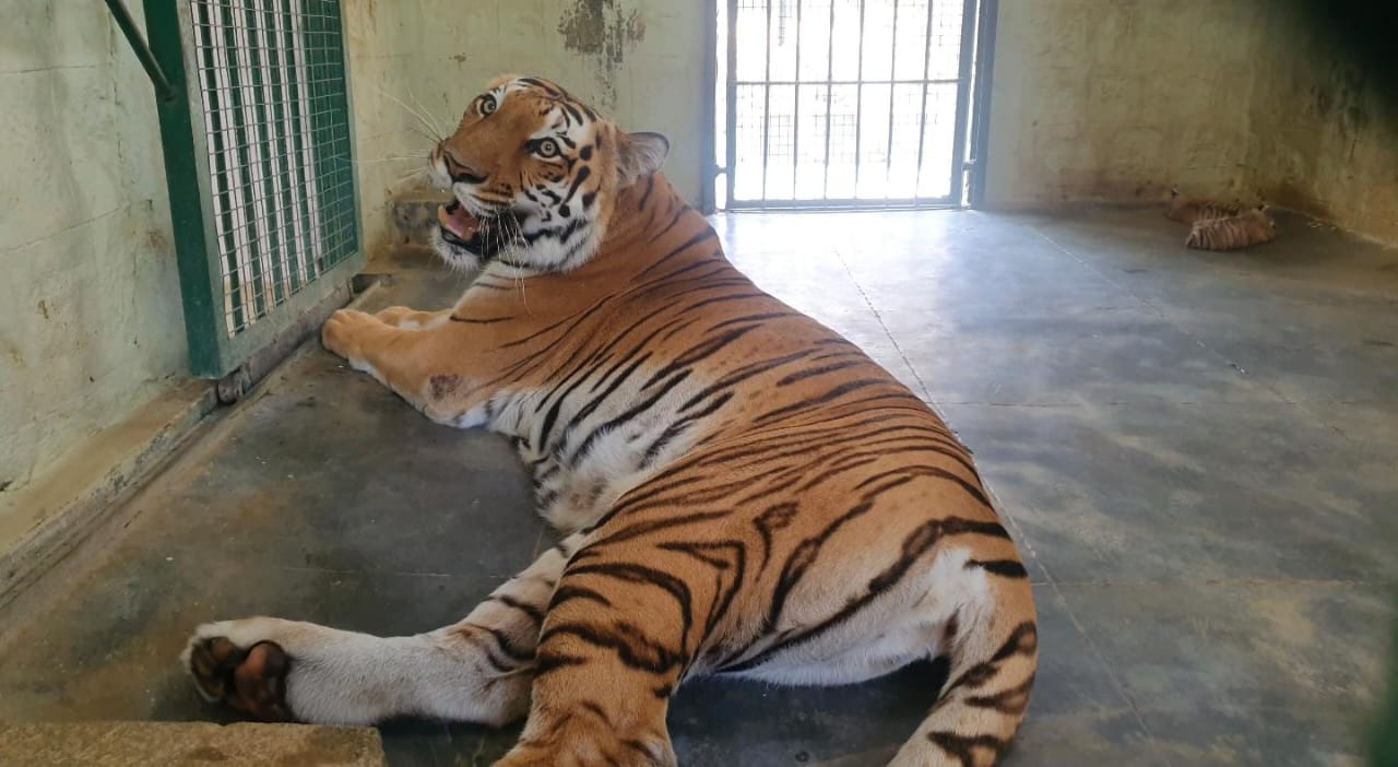 Tigresses Hima and Aranya nurse their cubs in the Bannerghatta Biological Park.