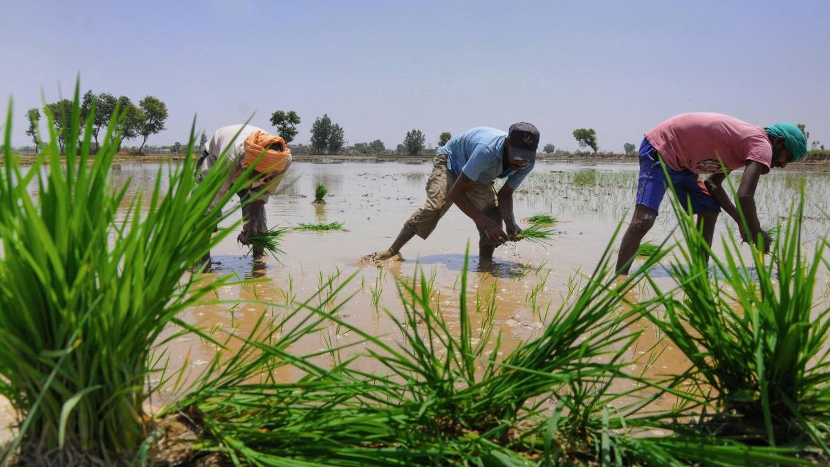 Switch from rice to cultivating millet & maize could boost farmer incomes: Study