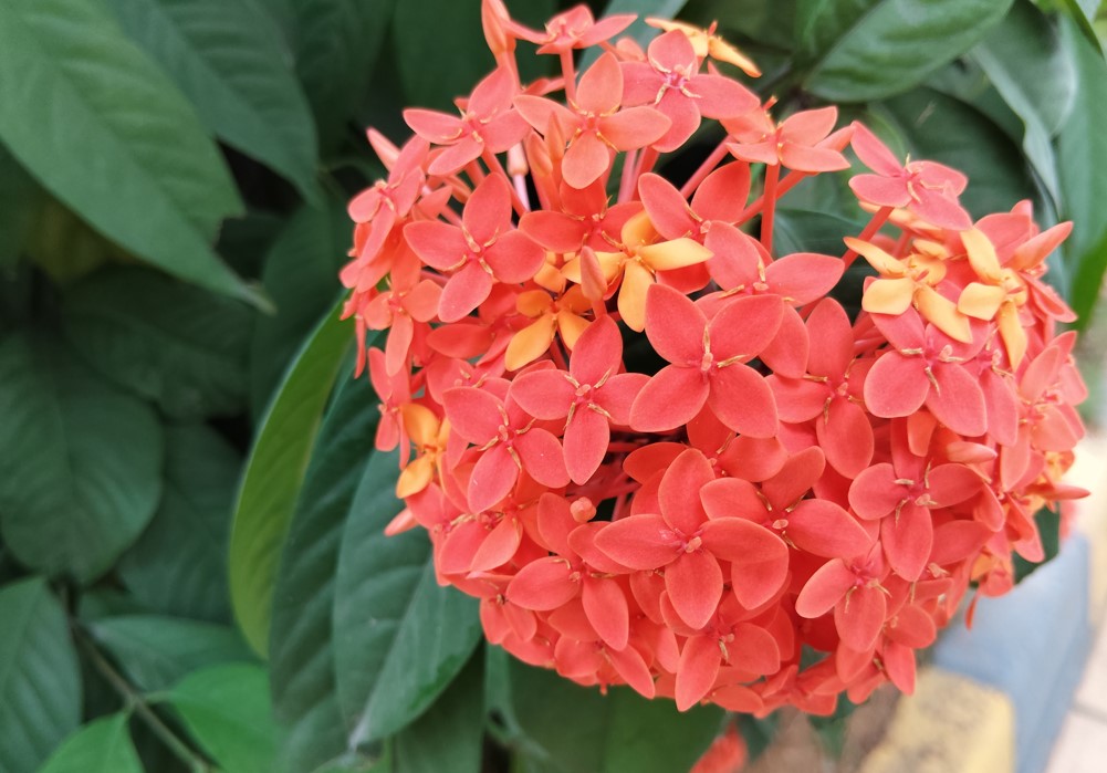 Poco M7's camera sample.