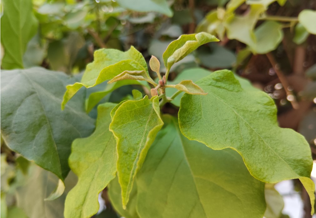 Poco M7's camera sample.