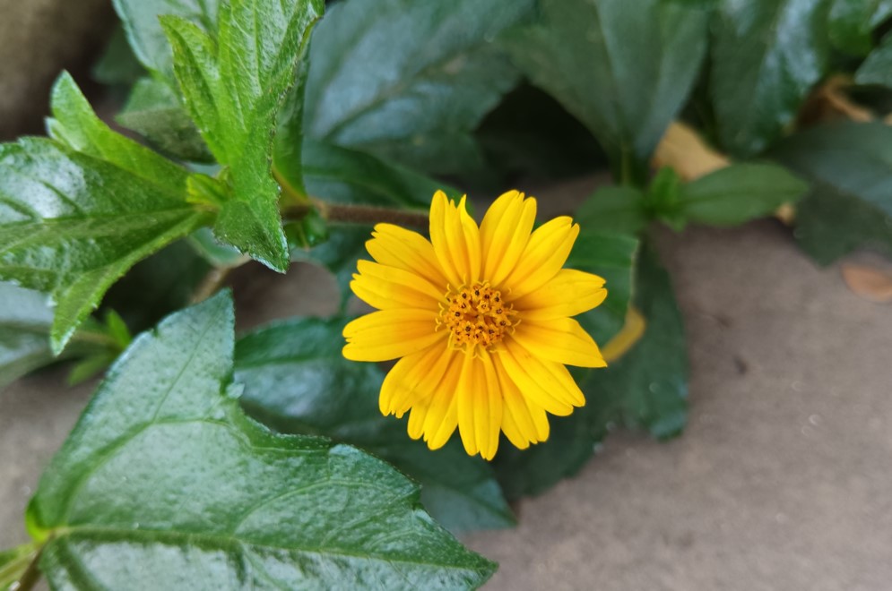 Poco M7's camera sample.