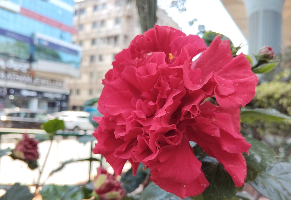 Poco M7's camera sample.