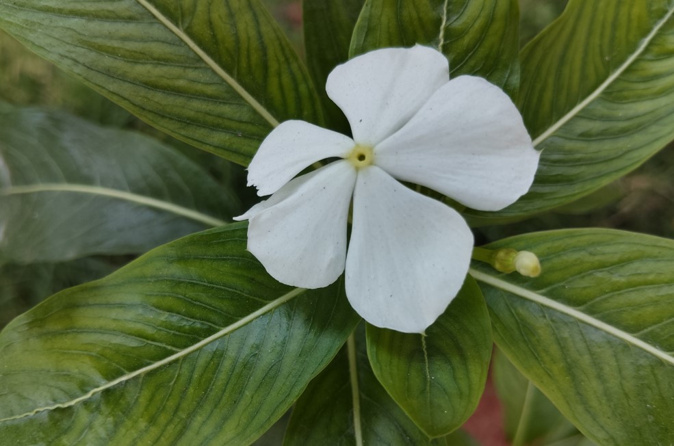Poco M7's camera sample.
