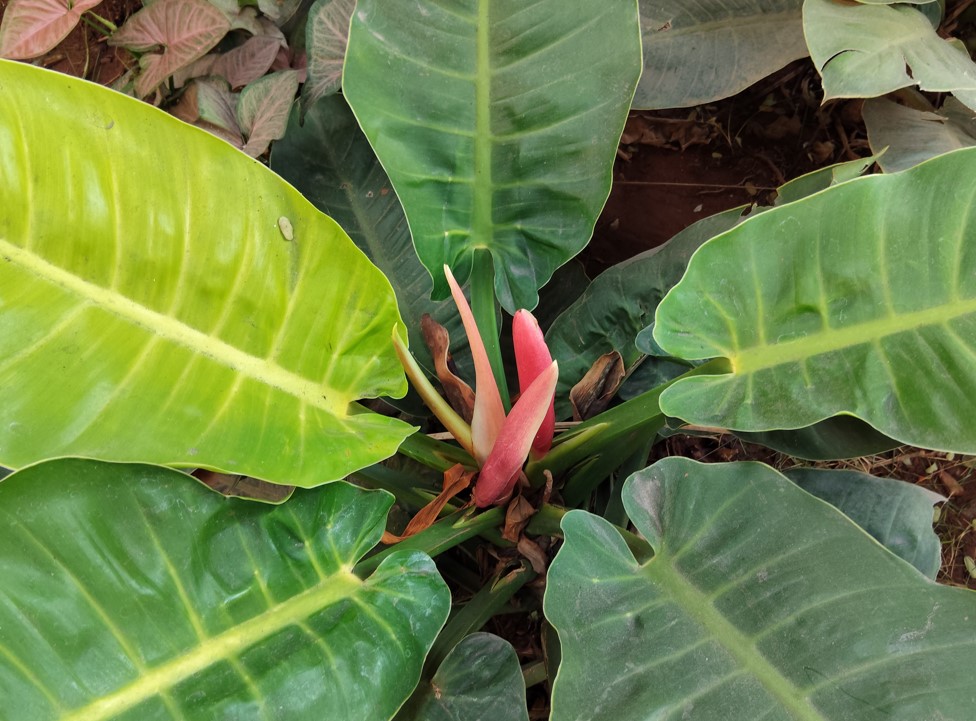Poco M7's camera sample.