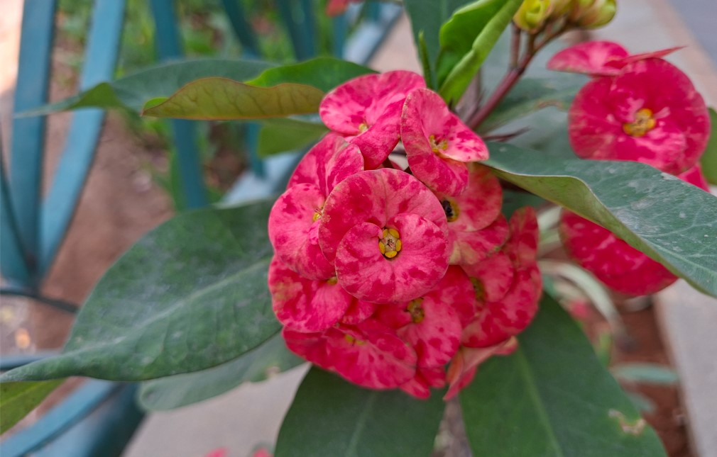Samsung Galaxy A56's camera sample.
