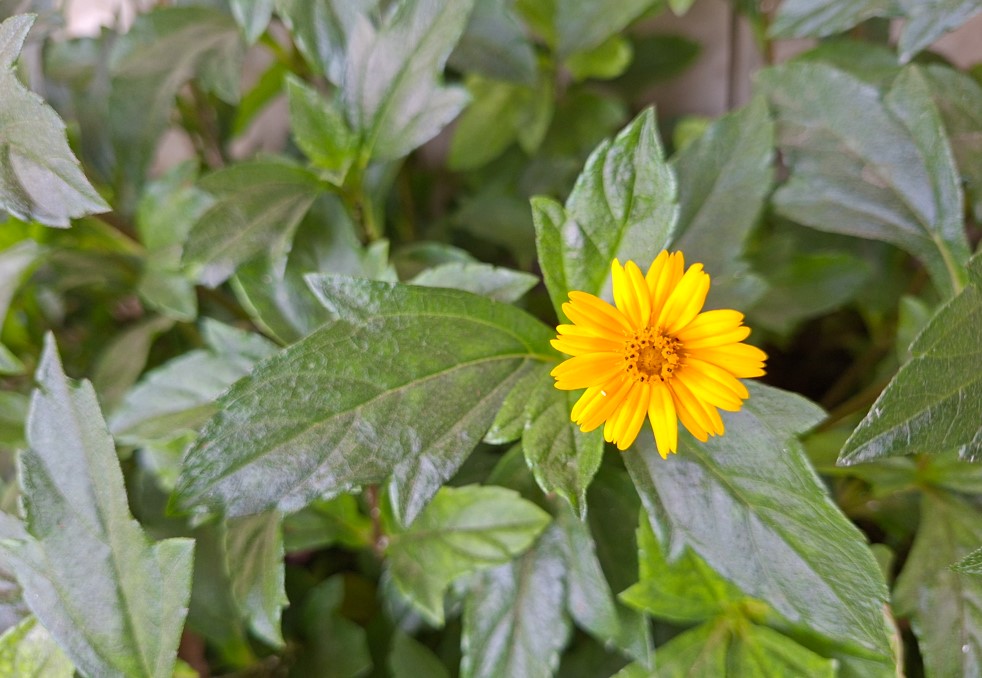 Samsung Galaxy A56's camera sample.