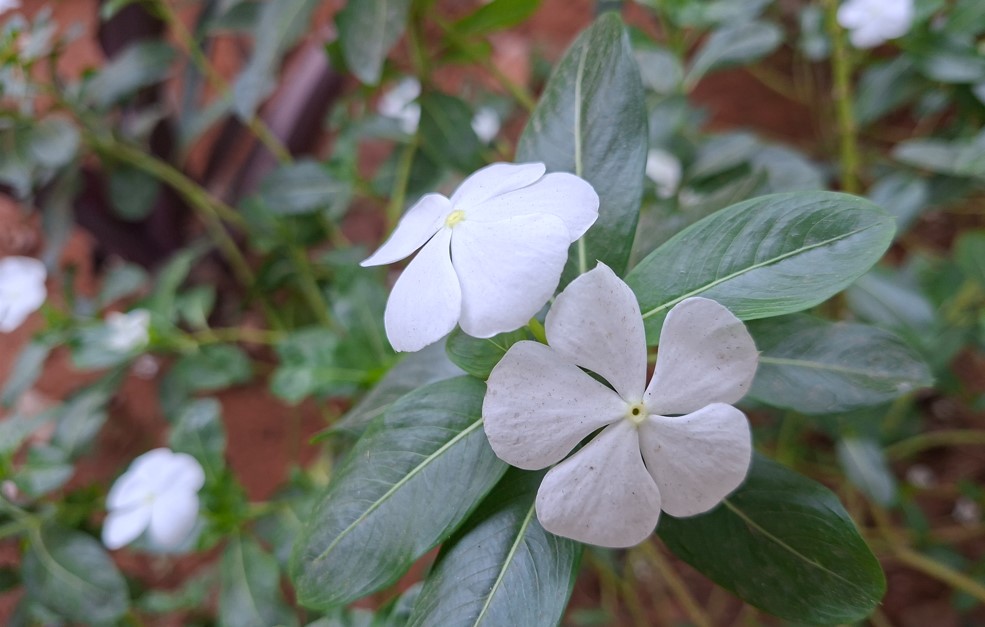 Samsung Galaxy A56's camera sample.