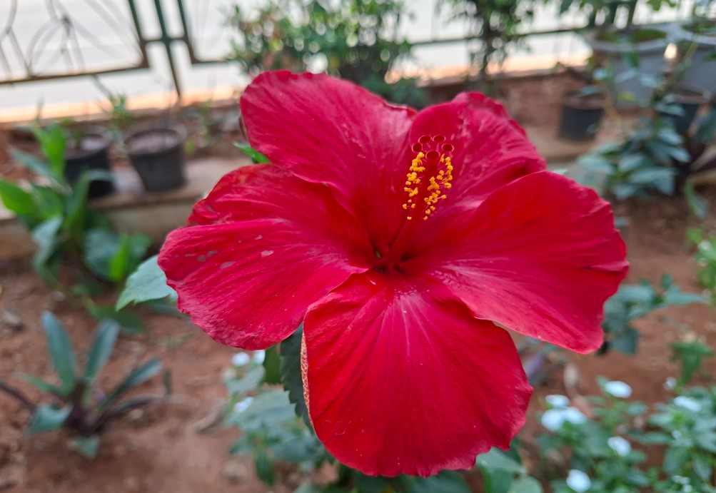 Samsung Galaxy A56's camera sample.