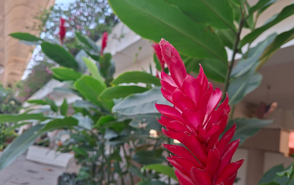 Samsung Galaxy A56's camera sample.