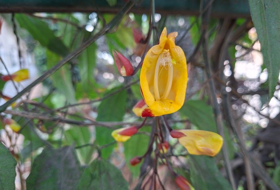 Samsung Galaxy A56's camera sample.