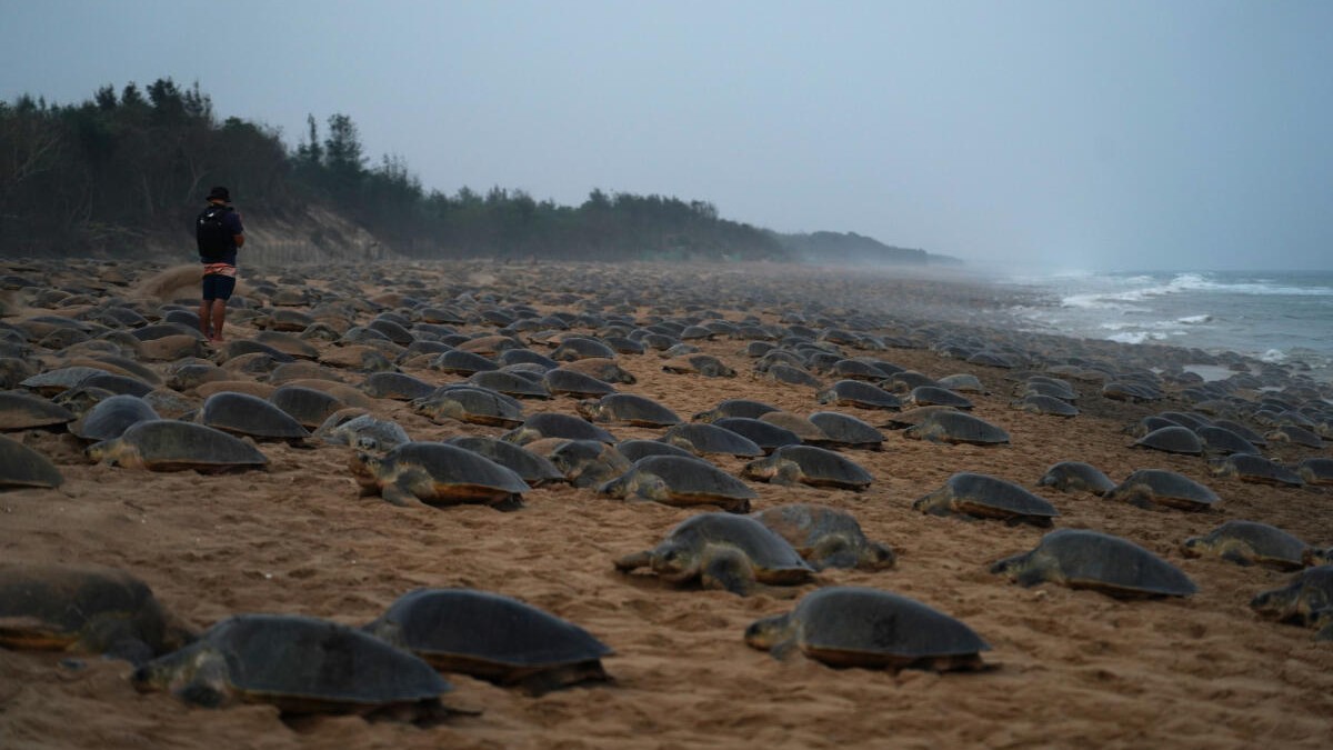 At sundown, a sea of turtles