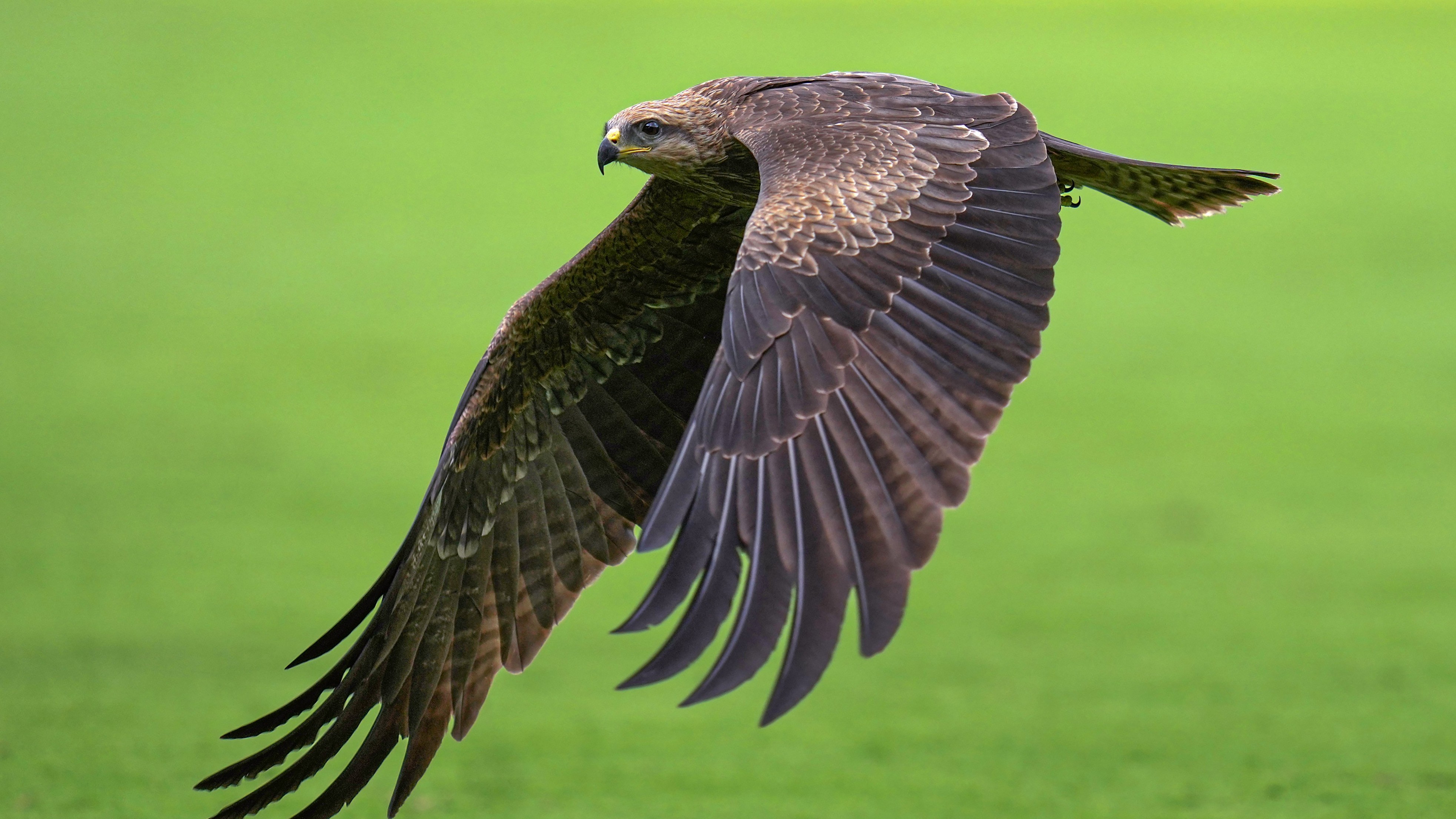 Injured black kite rescued from NSA Doval's residence, released after rehabilitation