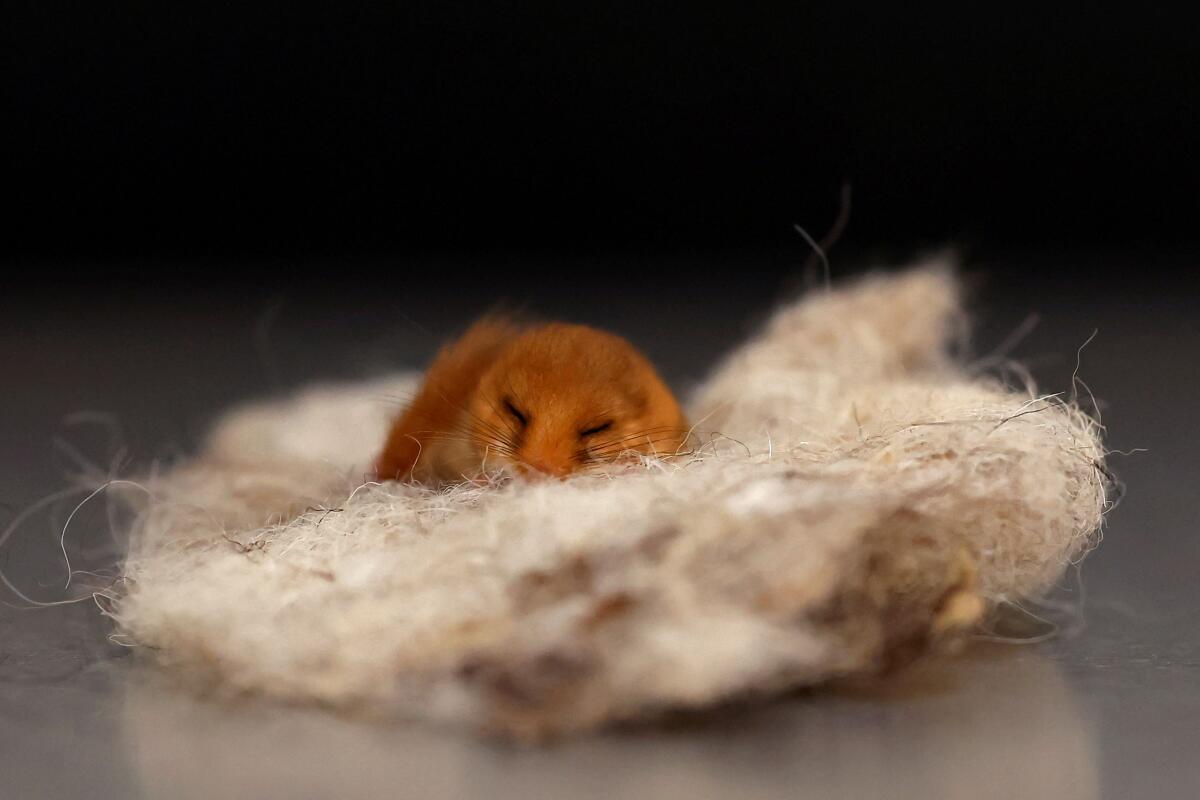A hibernating dormouse is seen after being rescued by Kildare Wildlife Rescue, who rehabilitate and return injured, sick and orphaned wildlife back to the wild after their recovery, during the beginning of orphan season, in Kildare, Ireland, March 18, 2025.