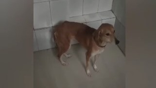 Ailing stray dog from streets of Thane finds new home in Toronto