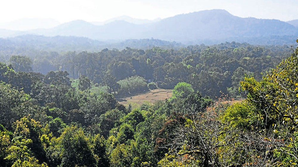 Forest land more than Delhi's total area diverted for development projects in 10 years: Govt data