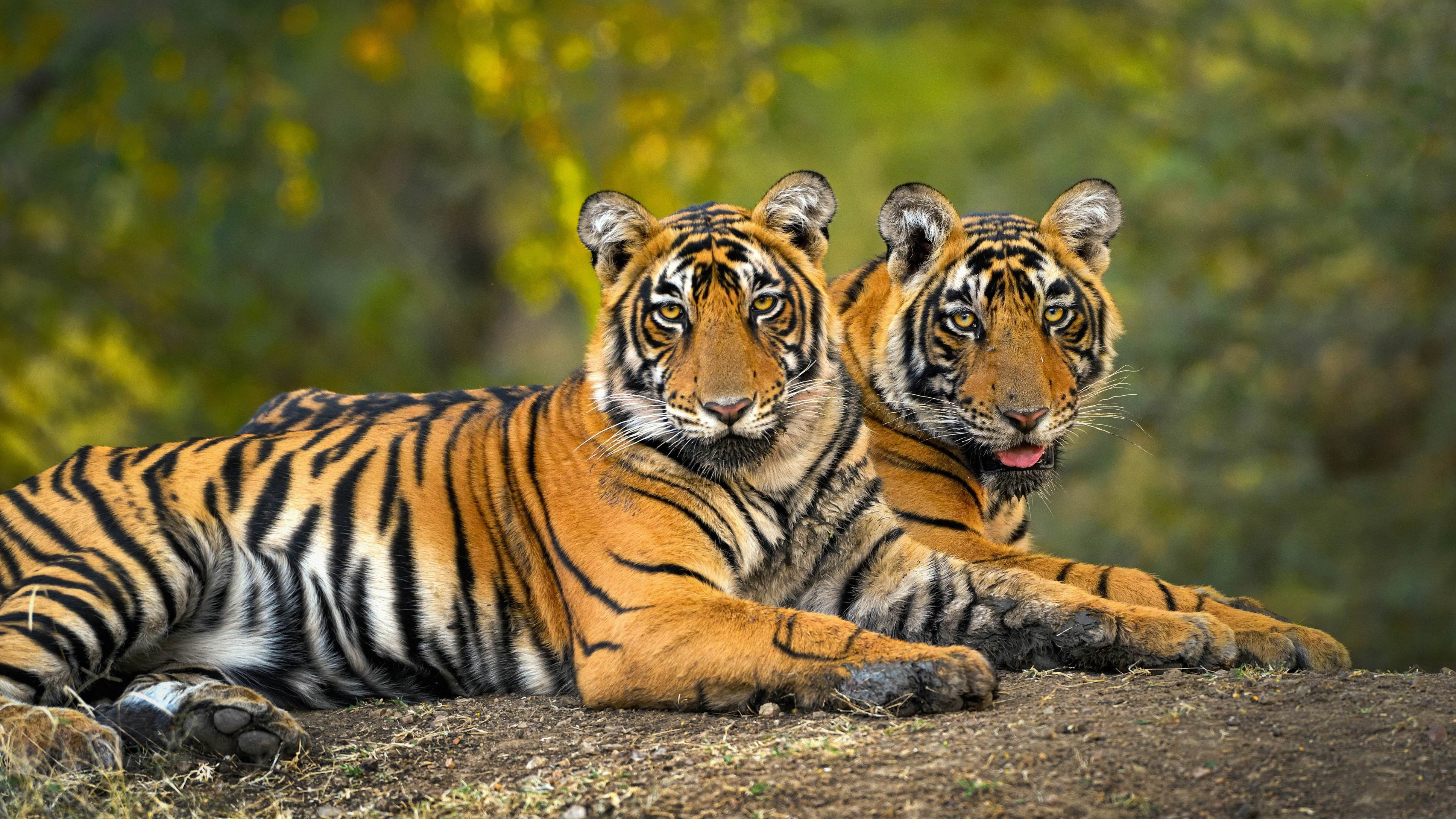 Behind India’s tiger story