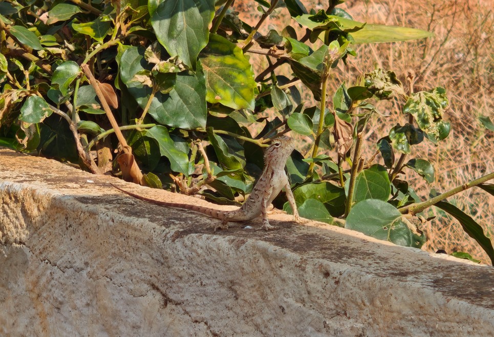 Xiaomi 15's camera sample.