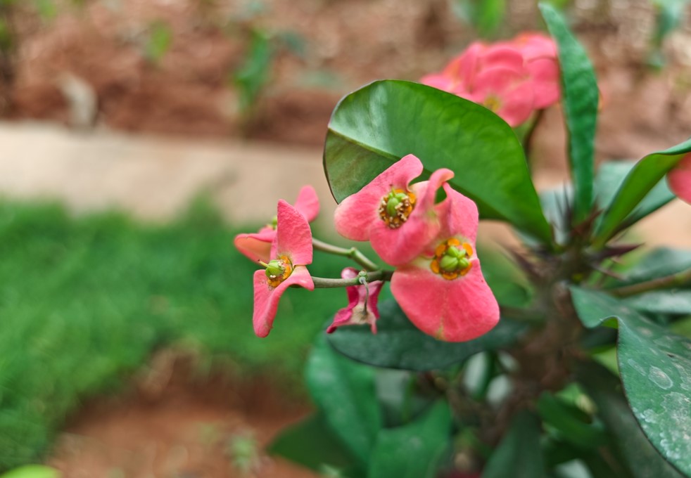 Xiaomi 15's camera sample.