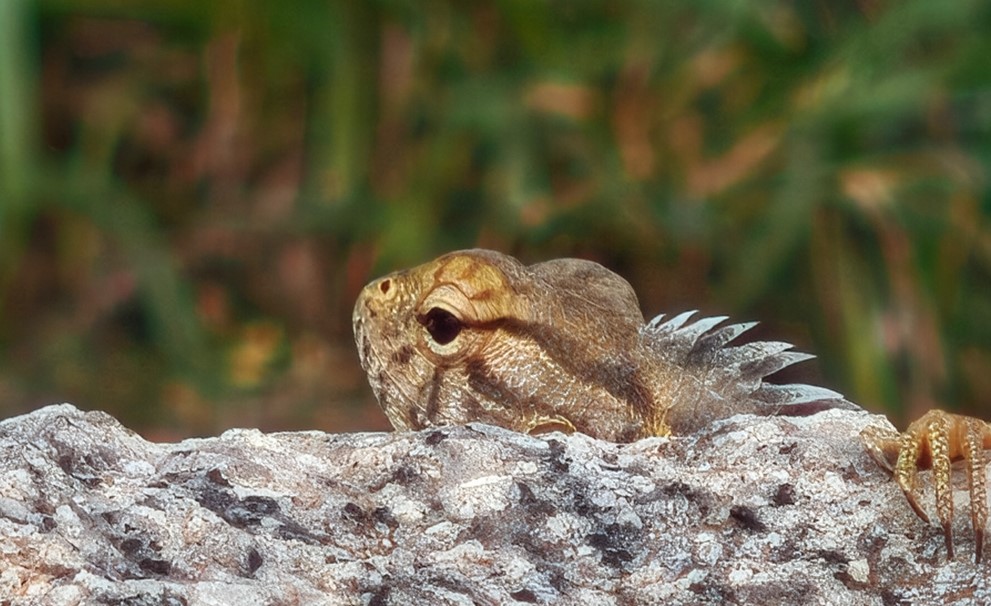 Xiaomi 15's camera sample with digital zoom.