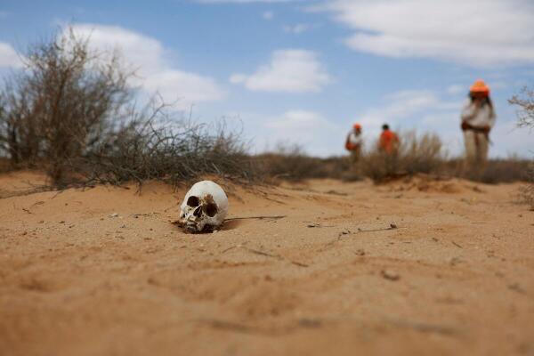 Members of the Search and Rescue Battalion and volunteers stand near a human skull as they search for missing migrants and the remains of migrants who lost their lives upon entering the United States from Mexico, in the New Mexico desert, New Mexico, US.