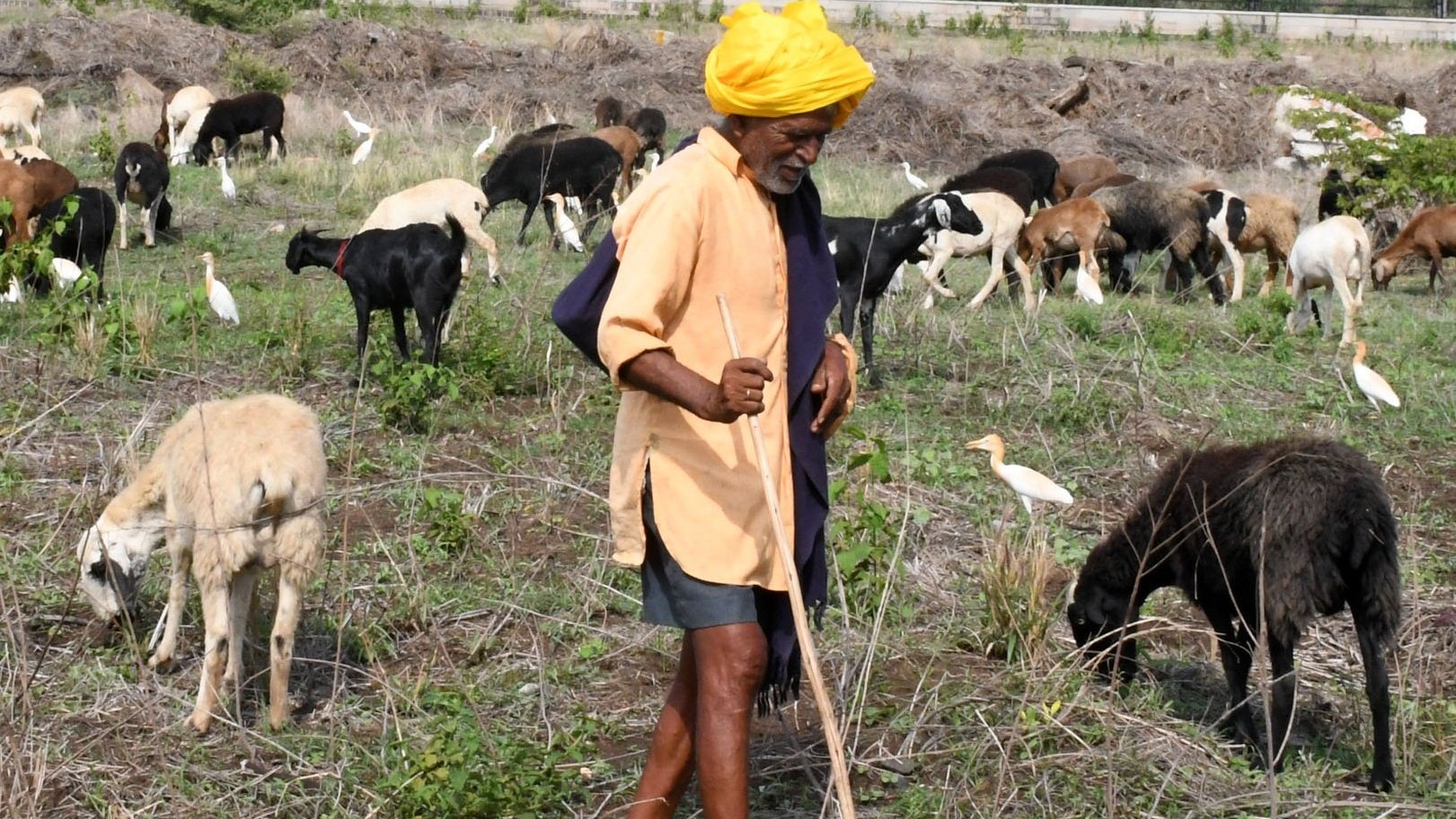 Bagalkot shepherds to soon wield rifles to guard their flock