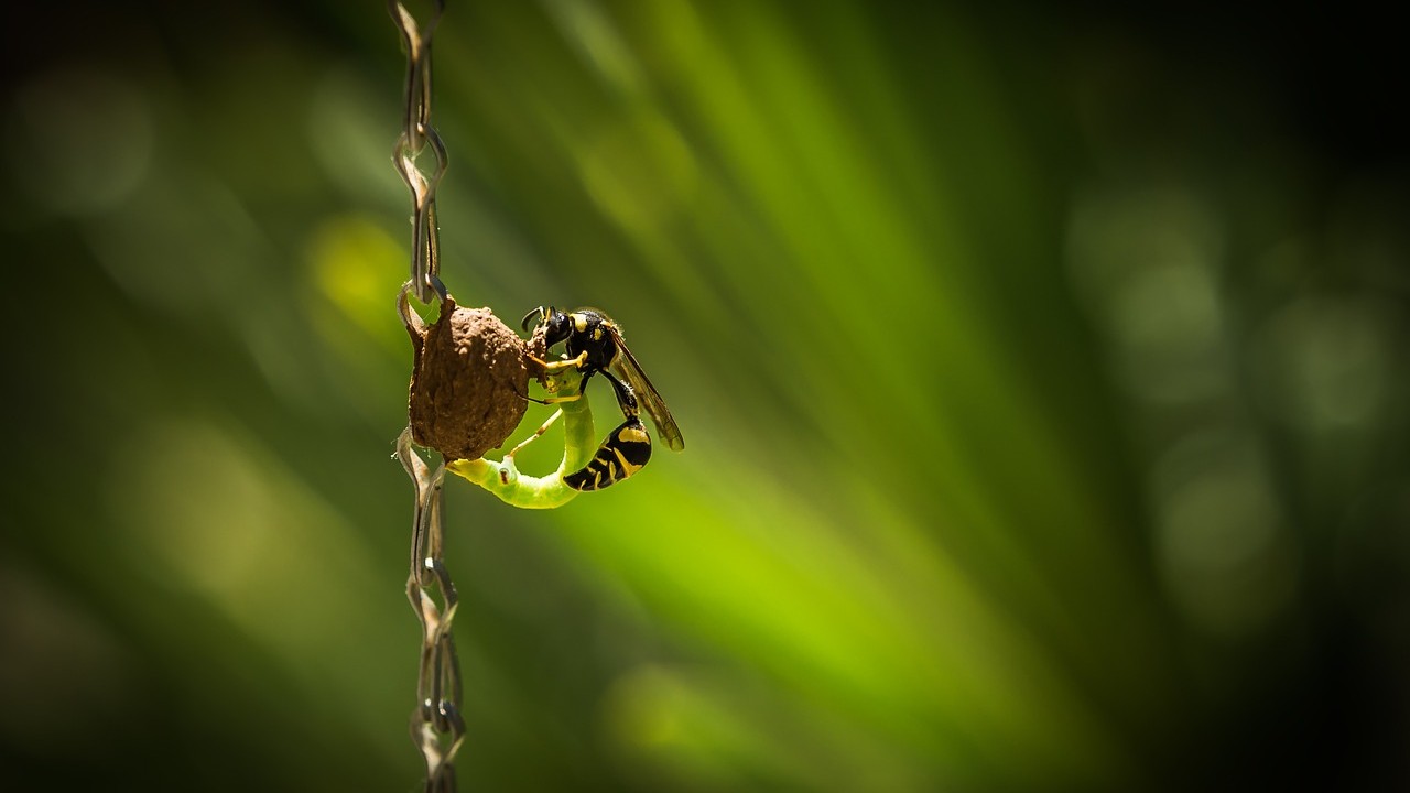 The solitary world of the potter wasp