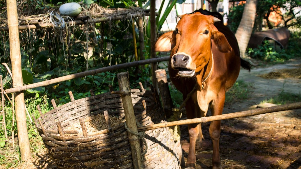 Madhya Pradesh: Man arrested for 'sexual intercourse' with cow