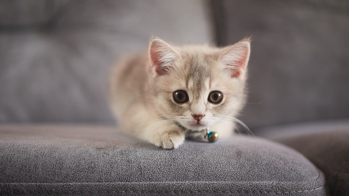 Kerala pet lover dies after hit by lorry while trying to save kitten on road