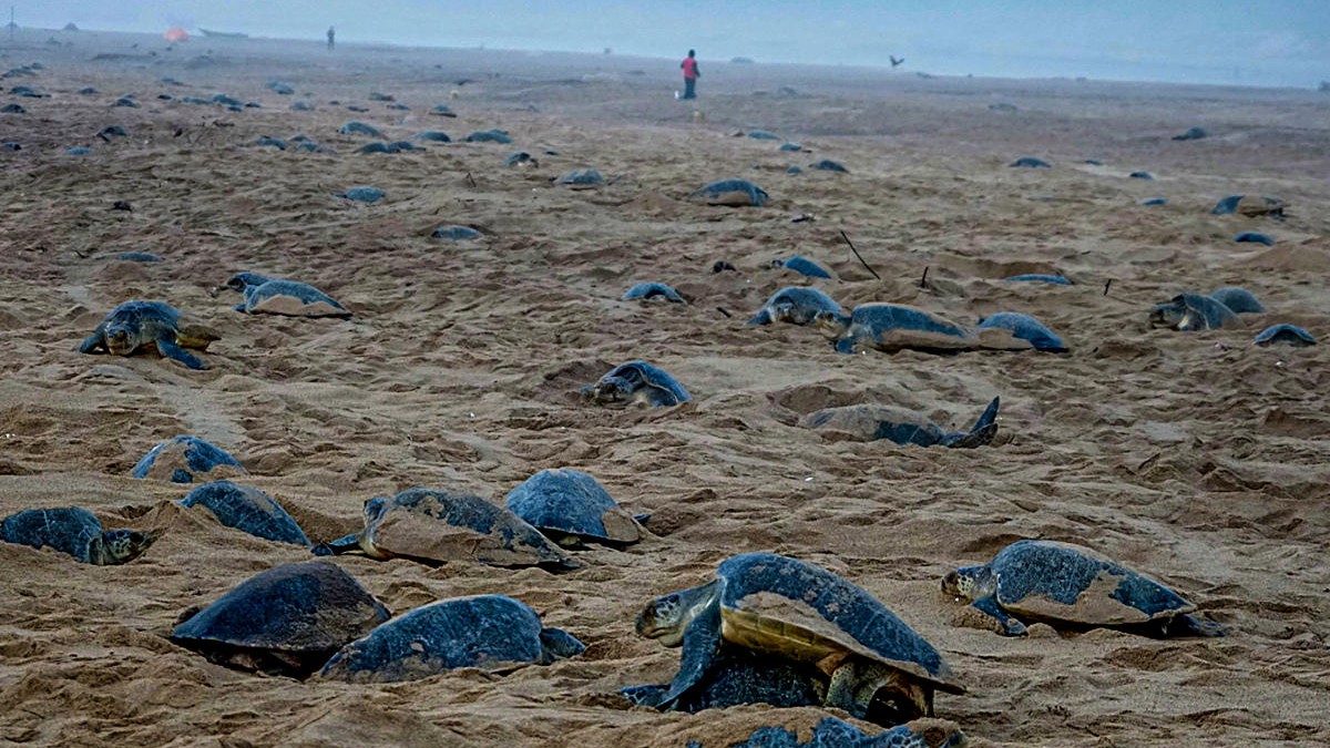 Odisha: Olive Ridley turtle hatchlings emerge from eggs, begin seaward journey