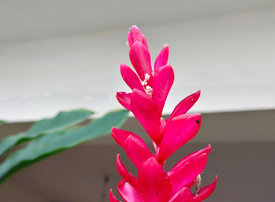 iQOO Z10 5G's camera sample.