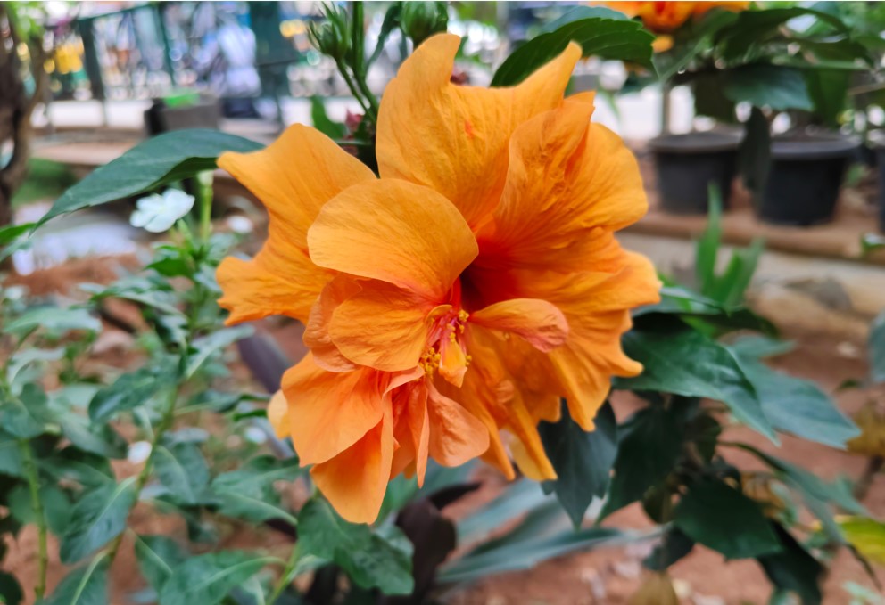 iQOO Z10 5G's camera sample.
