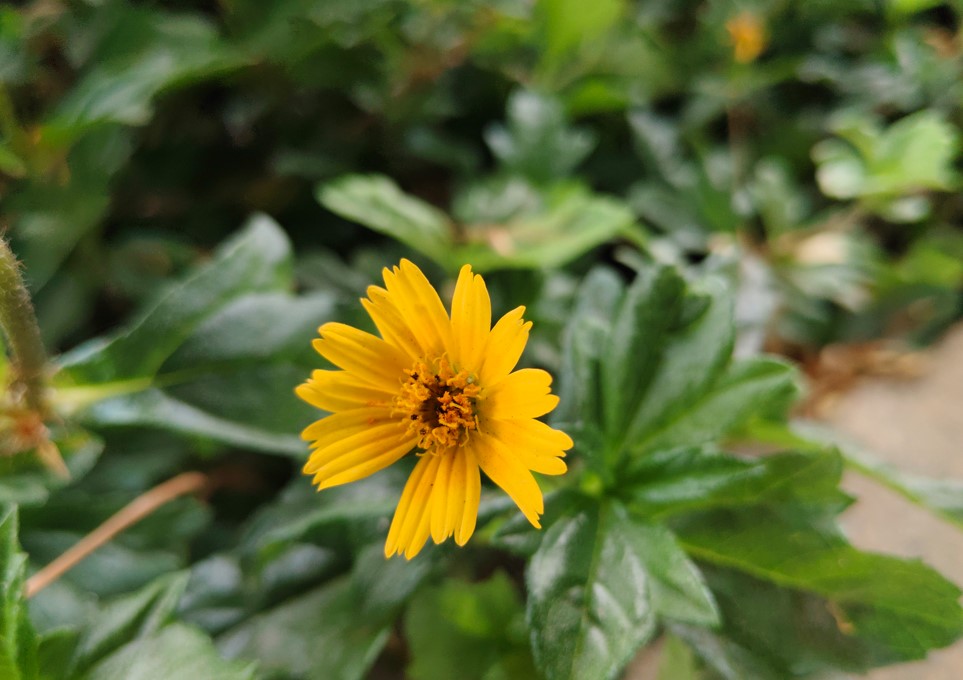 iQOO Z10 5G's camera sample.