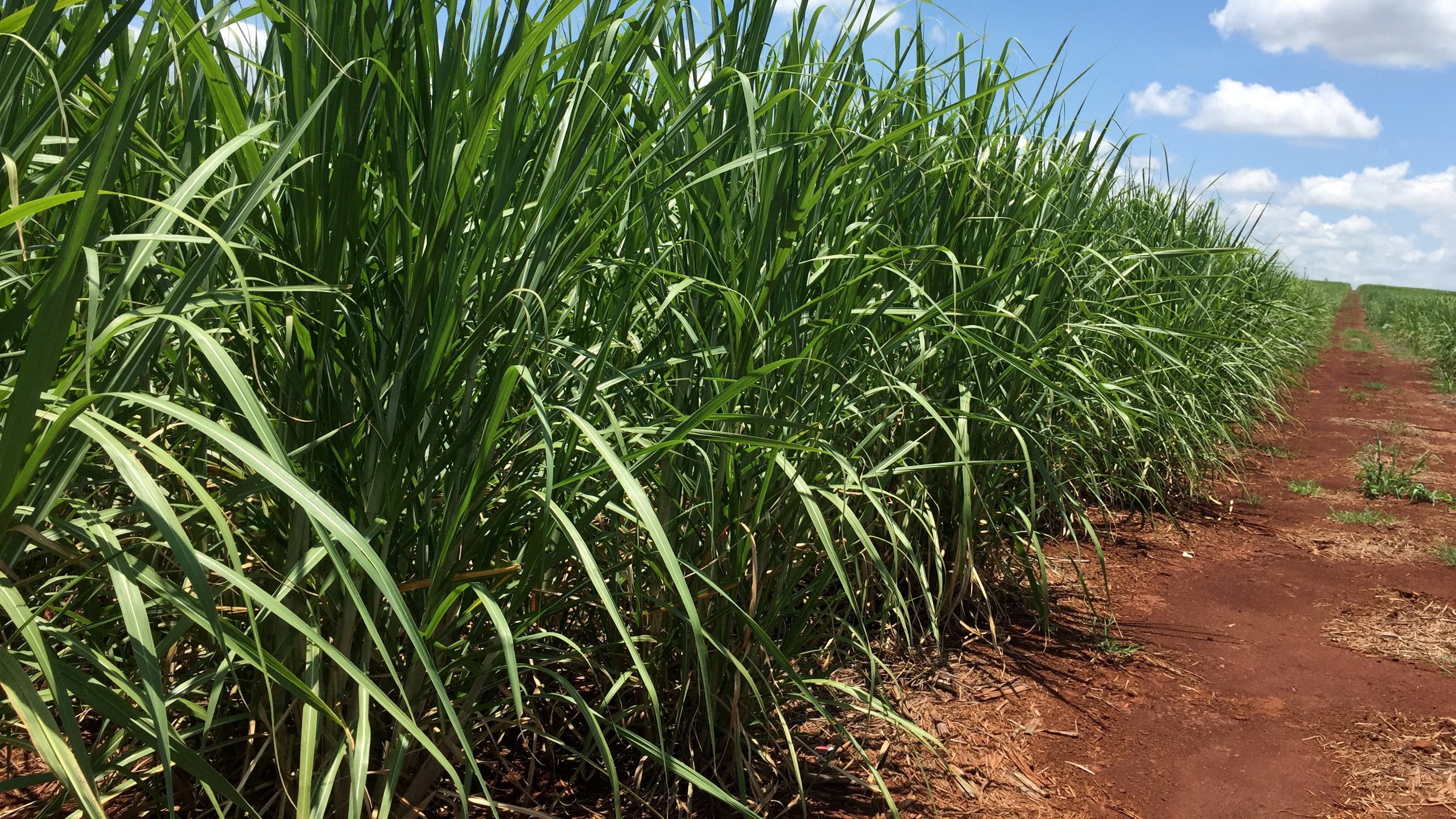 'World's first' boiler-less sugarcane processing technology becomes commercially viable