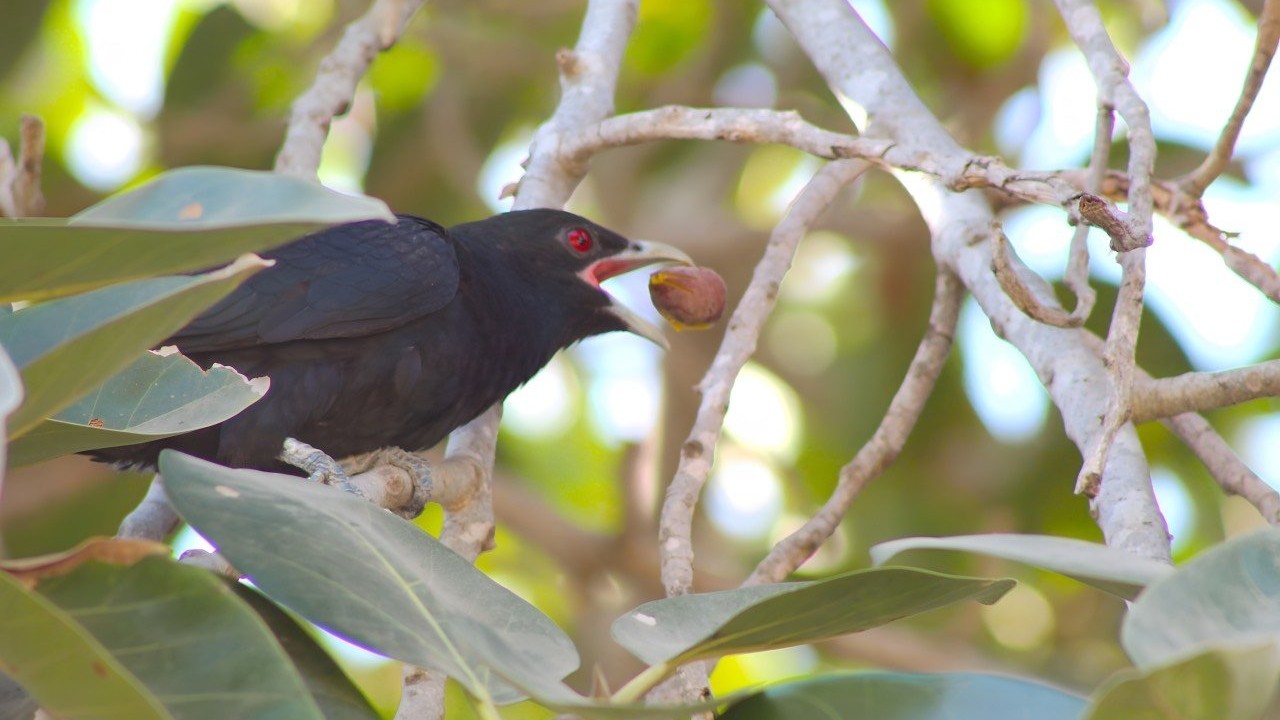 Birders notice decrease in koel population