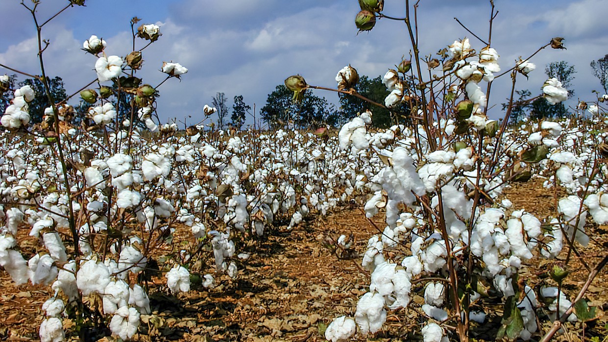 US cotton exports to India rise on lower prices, tariff uncertainties