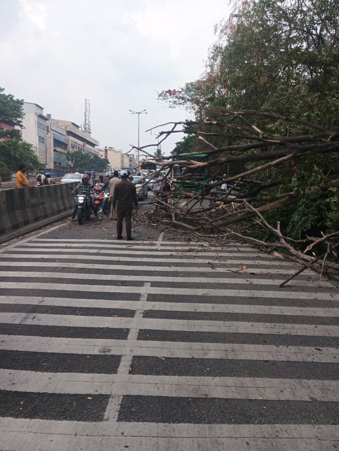 Tree fall on Market Flyover. 