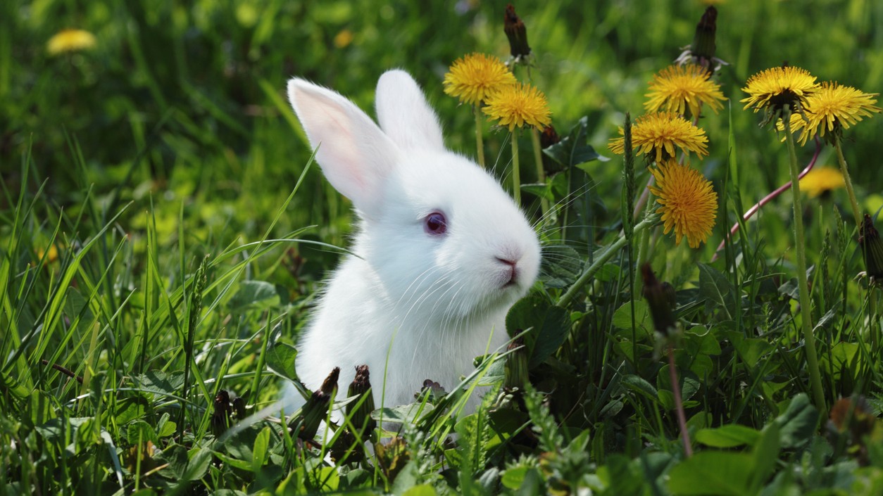Feaster Bunny