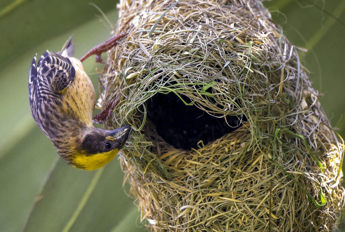 A baya weaver builds its nest, in Nagaon district, Assam