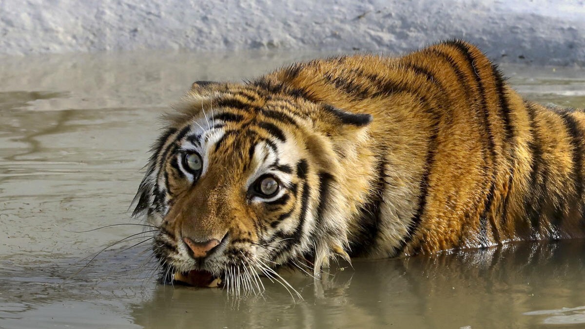 A bengal tiger cools off in a pool of water on a hot summer day, at Van Vihar National Park, in Bhopal