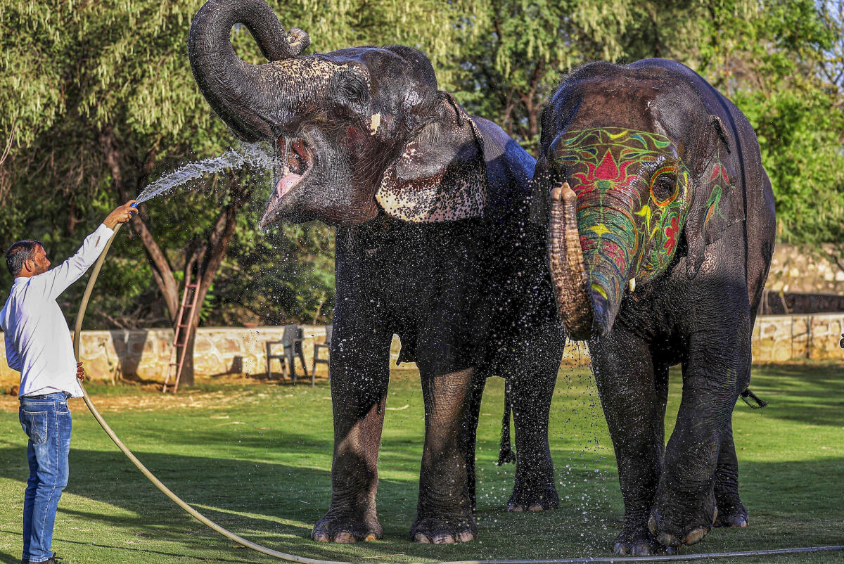 Elephants named Chanda and Pushpa being bathed amid preparations to welcome US Vice President JD Vance ahead of his visit to Jaipur