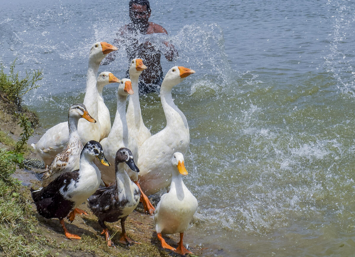 A flock of ducks and geese take a stroll near the Hooghly river while a man takes a bath on a hot summer day, in Nadia, West Bengal
